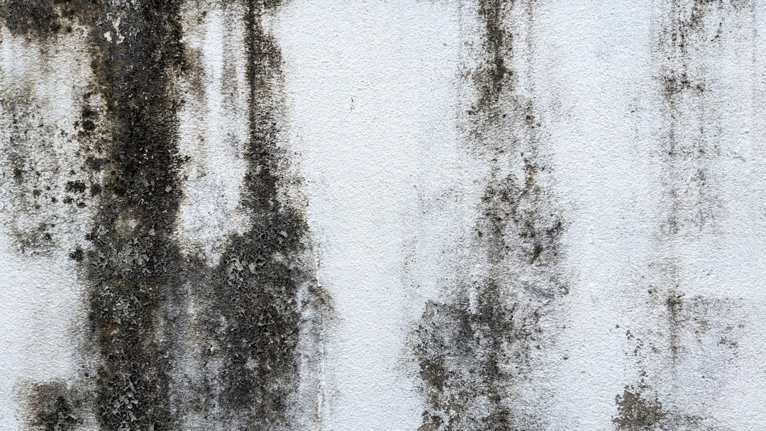 Mold growth on wall caused by moisture damage in Houston residential property